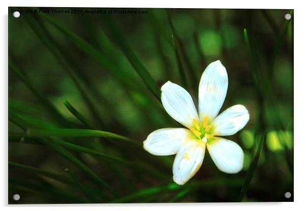 White Blue-Eyed Grass Flower Acrylic by Peta Thames