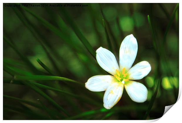 White Blue-Eyed Grass Flower Print by Peta Thames