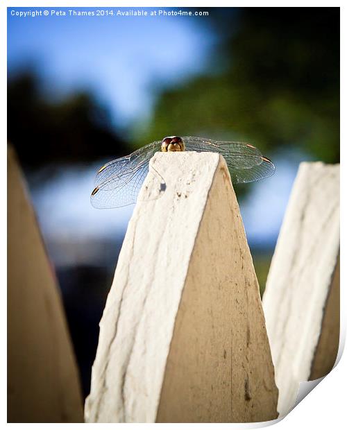 Cool Dude Dragonfly Print by Peta Thames