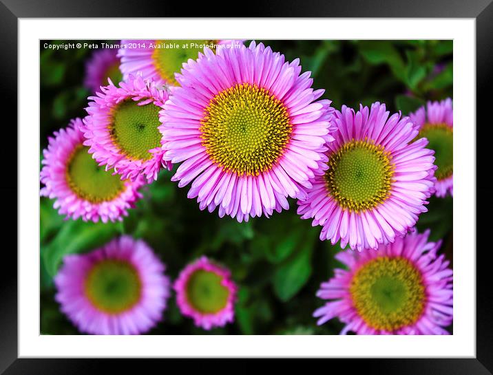 Smiling Pink Daisies Framed Mounted Print by Peta Thames