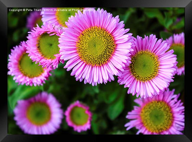 Smiling Pink Daisies Framed Print by Peta Thames