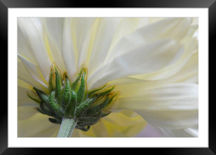 Cream Chrysanthemum  Framed Mounted Print by Sarah Couzens