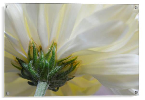 Cream Chrysanthemum  Acrylic by Sarah Couzens