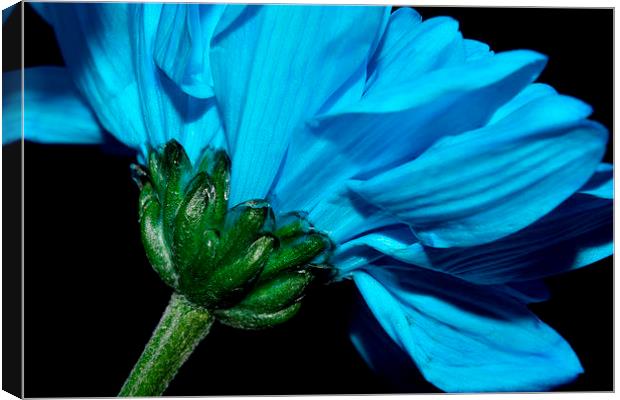  Blue Chrysanthemum  Canvas Print by Sarah Couzens