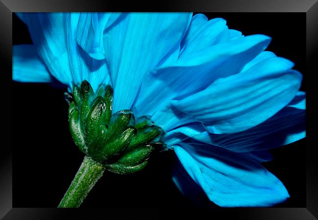  Blue Chrysanthemum  Framed Print by Sarah Couzens