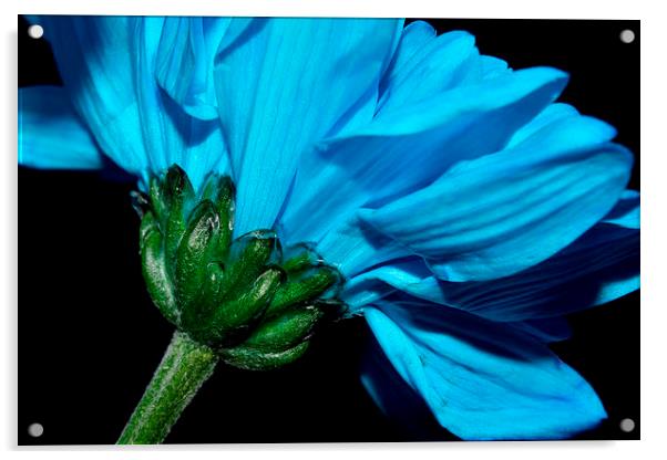  Blue Chrysanthemum  Acrylic by Sarah Couzens