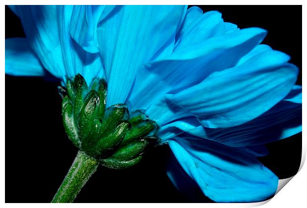  Blue Chrysanthemum  Print by Sarah Couzens