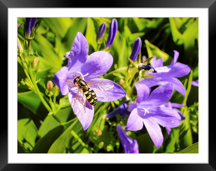 Hoverfly Framed Mounted Print by Ellie Rose