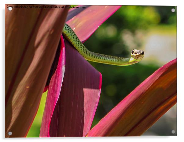 Golden Tree Snake Acrylic by Jan Venter