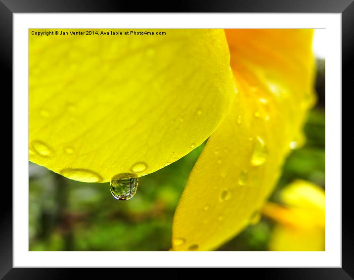  Yellow flower petal. Framed Mounted Print by Jan Venter