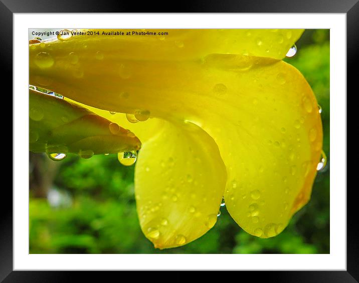  Yellow Flower. Framed Mounted Print by Jan Venter