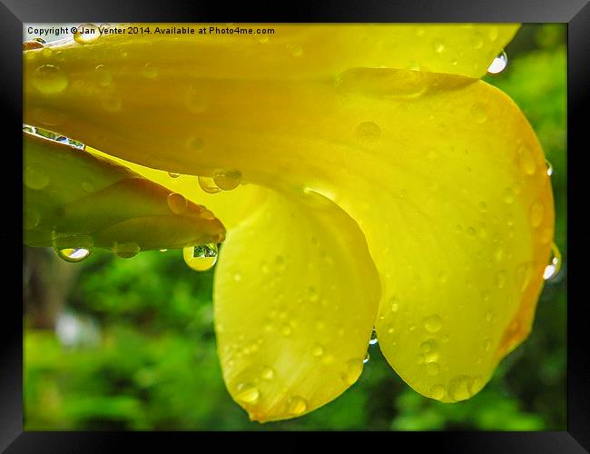  Yellow Flower. Framed Print by Jan Venter