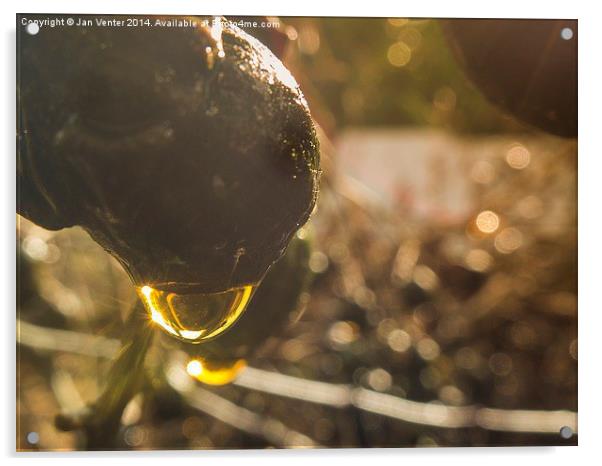  Golden Sparkle.  Acrylic by Jan Venter