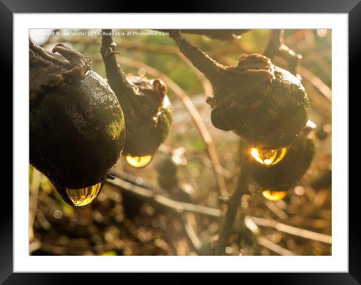  Golden Drops. Framed Mounted Print by Jan Venter