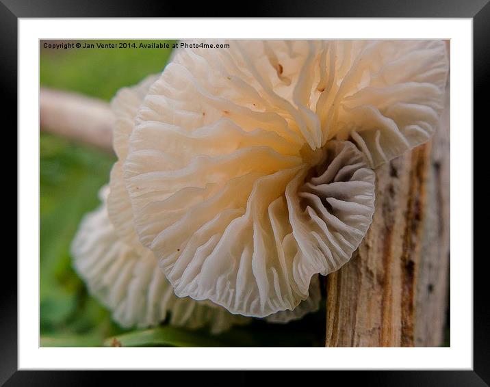  Fungus. Framed Mounted Print by Jan Venter