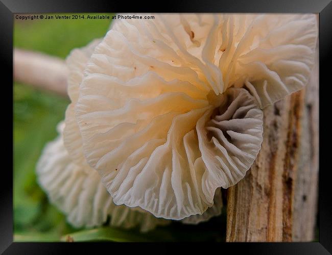  Fungus. Framed Print by Jan Venter