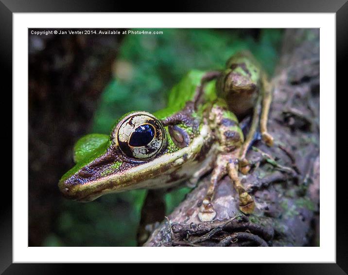  Green Paddy Frog Framed Mounted Print by Jan Venter
