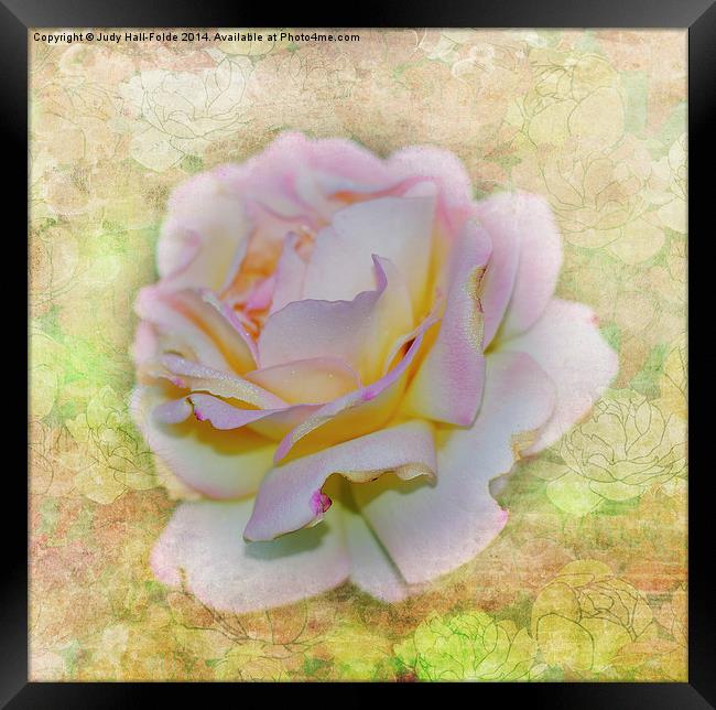  Shimmering Rose Petals Framed Print by Judy Hall-Folde