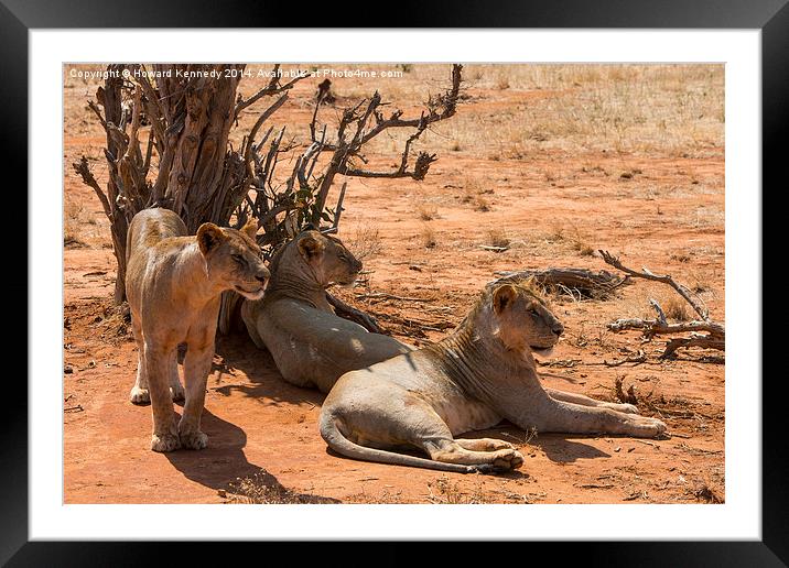 African Lion Family Portrait Framed Mounted Print by Howard Kennedy