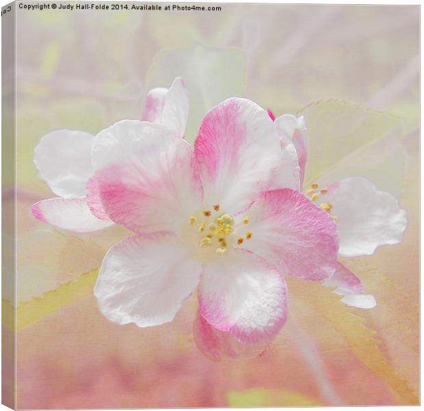 Apple Blossom Canvas Print by Judy Hall-Folde