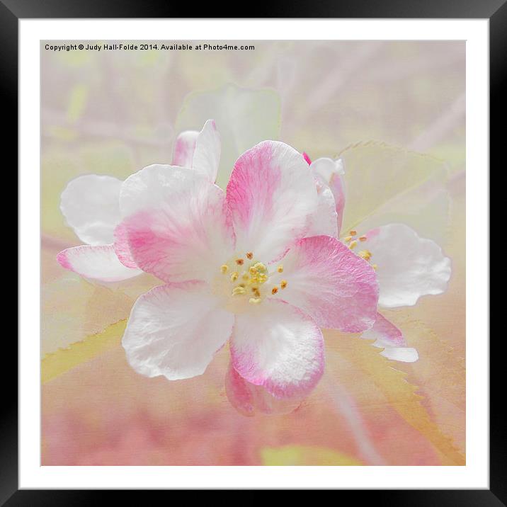  Apple Blossom Framed Mounted Print by Judy Hall-Folde