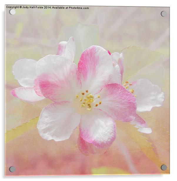  Apple Blossom Acrylic by Judy Hall-Folde