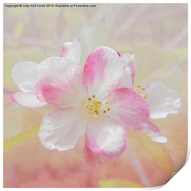  Apple Blossom Print by Judy Hall-Folde