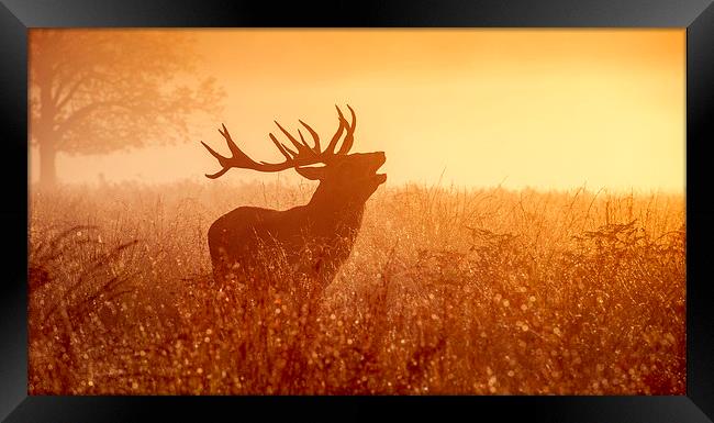 Deer in Golden Light  Framed Print by Inguna Plume