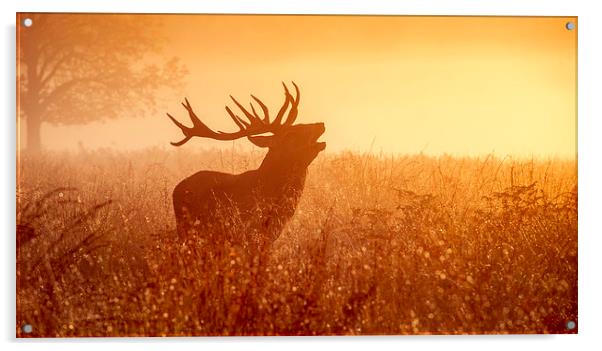 Deer in Golden Light  Acrylic by Inguna Plume
