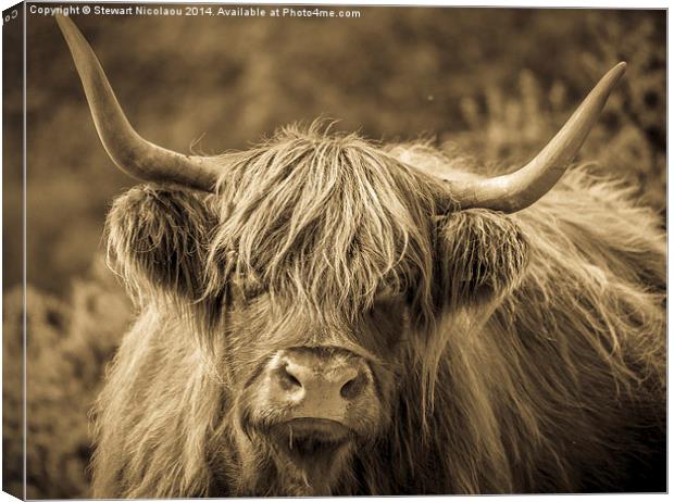 Highland Cow New Forest Canvas Print by Stewart Nicolaou