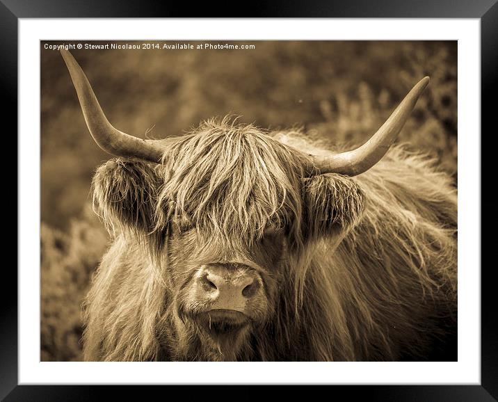Highland Cow New Forest Framed Mounted Print by Stewart Nicolaou