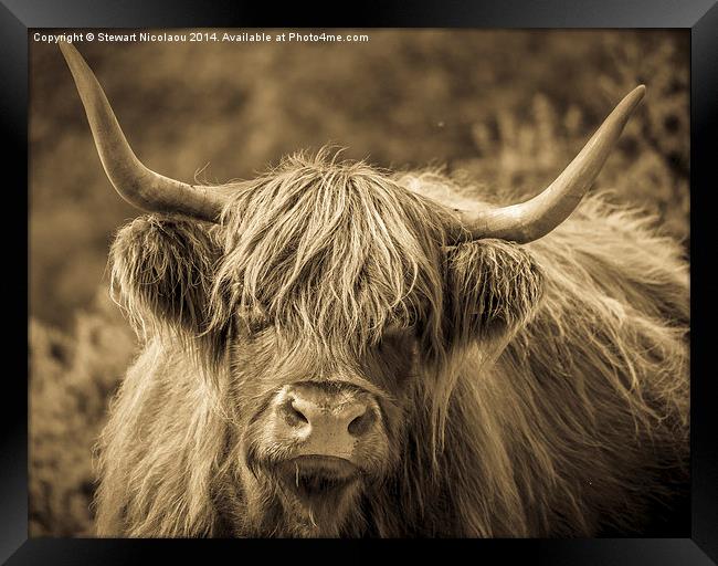 Highland Cow New Forest Framed Print by Stewart Nicolaou