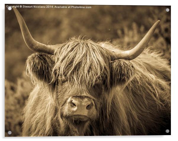 Highland Cow New Forest Acrylic by Stewart Nicolaou
