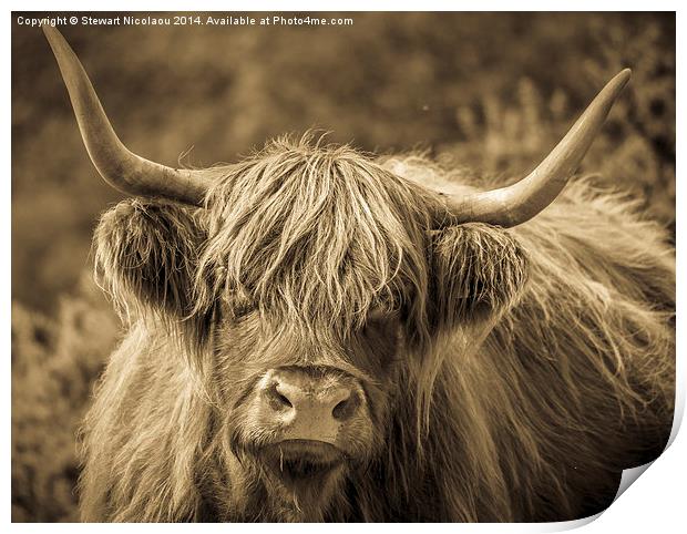Highland Cow New Forest Print by Stewart Nicolaou