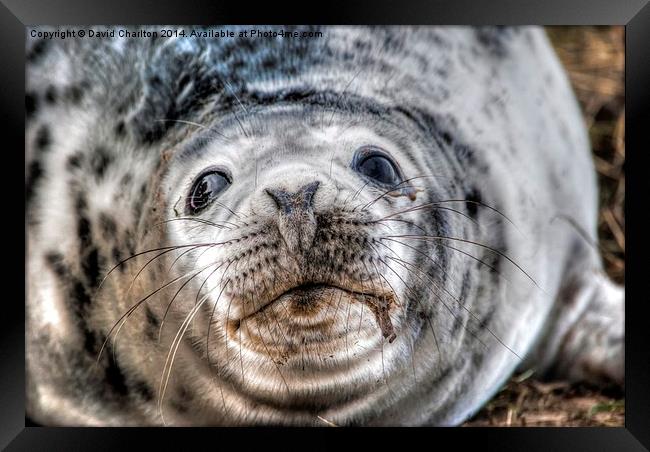  Grey Seal pup Framed Print by David Charlton
