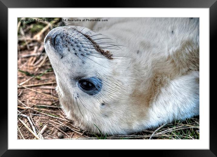 Grey Seal pup Framed Mounted Print by David Charlton