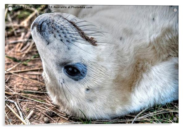 Grey Seal pup Acrylic by David Charlton