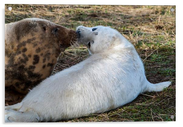  Grey seal mother and pup Acrylic by David Charlton