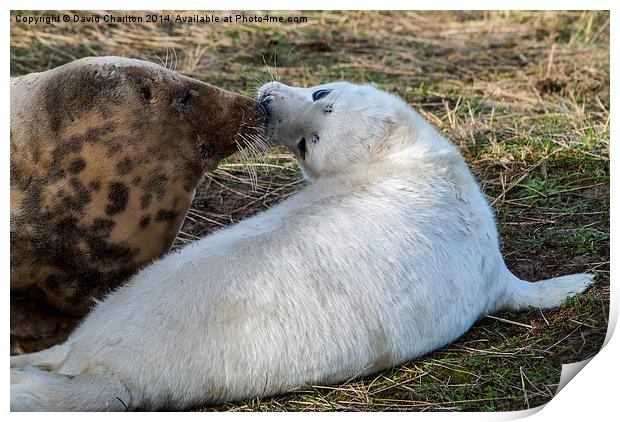  Grey seal mother and pup Print by David Charlton