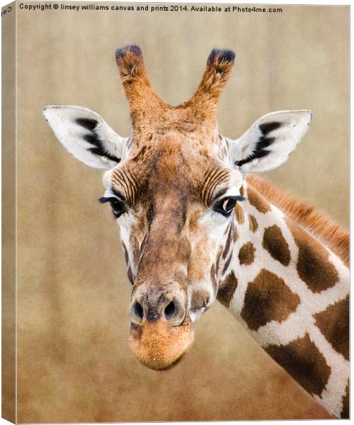  Tall Beauty Canvas Print by Linsey Williams