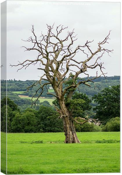  The naked tree Canvas Print by Paul Nicholas