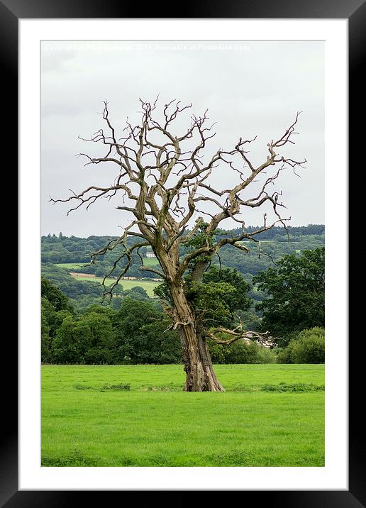  The naked tree Framed Mounted Print by Paul Nicholas