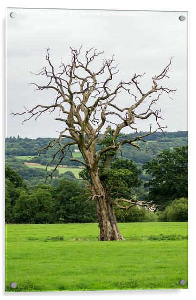  The naked tree Acrylic by Paul Nicholas