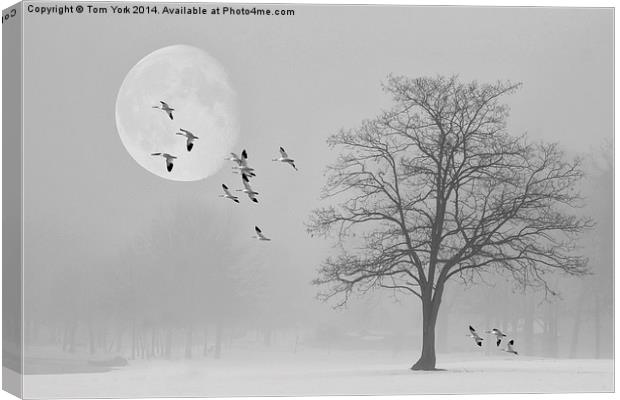 Snow Geese In The Snow Canvas Print by Tom York