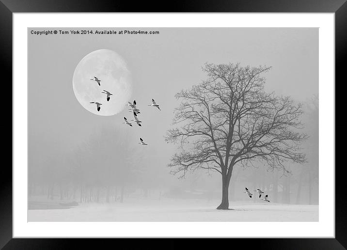 Snow Geese In The Snow Framed Mounted Print by Tom York