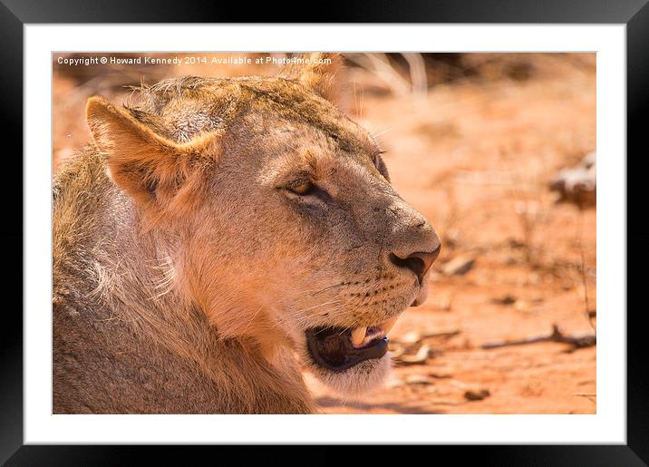 Sub-adult African Lion Framed Mounted Print by Howard Kennedy