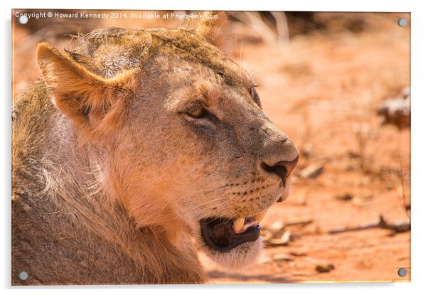 Sub-adult African Lion Acrylic by Howard Kennedy