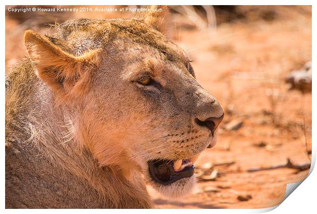 Sub-adult African Lion Print by Howard Kennedy