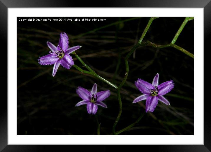  Twining Fringes Framed Mounted Print by Graham Palmer