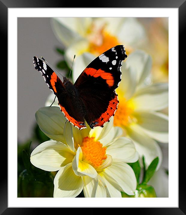  Red Admiral Butterfly on Flower Framed Mounted Print by Rosie Spooner
